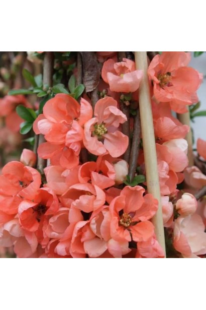 Айва японська Салмон Горизонт в квітневому цвітінні.